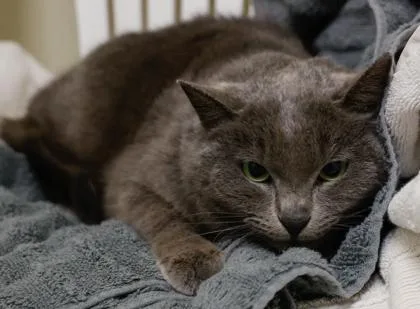 Sugar Plum thumbnail 3