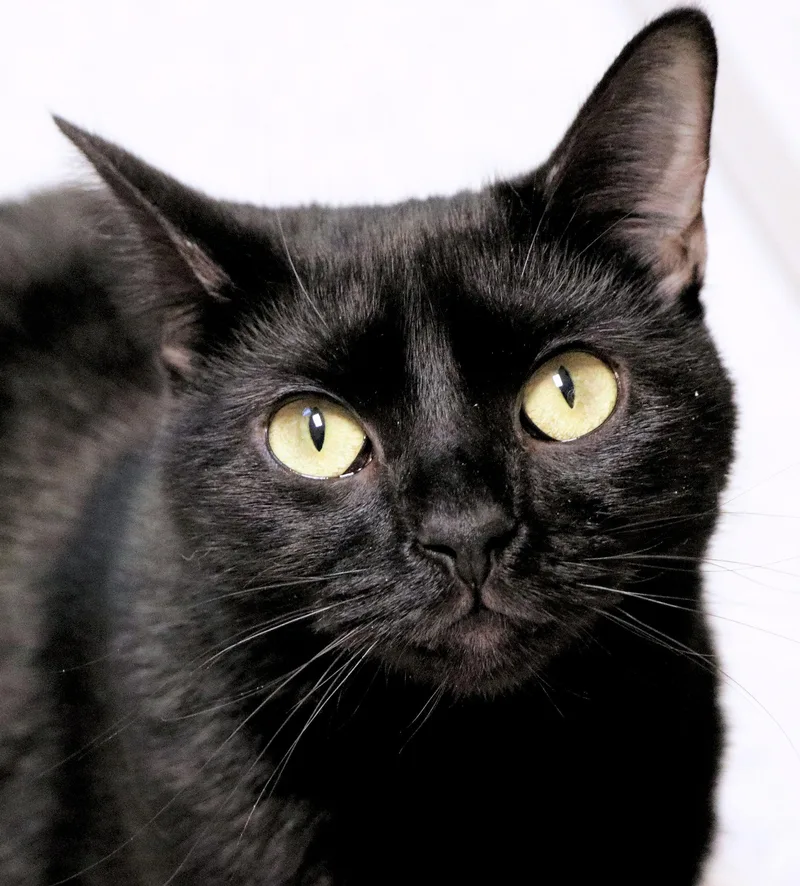 A young medium-sized female Black Domestic Short Hair cat named Aries for adoption in Cincinnati, OH