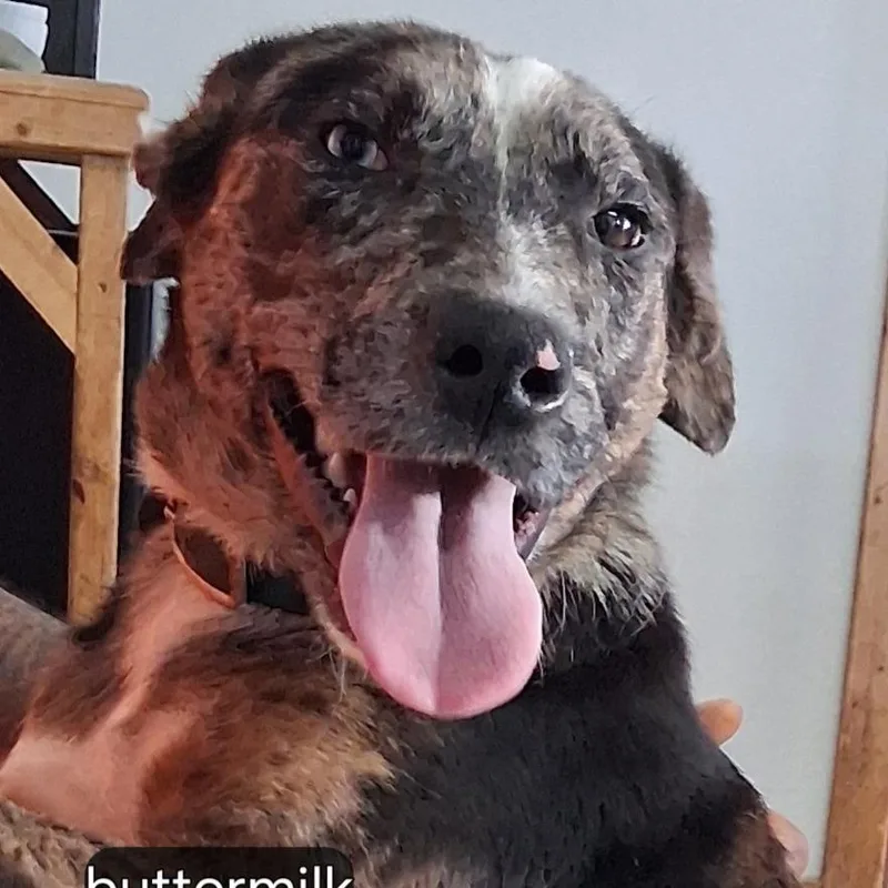 Buttermilk thumbnail 2