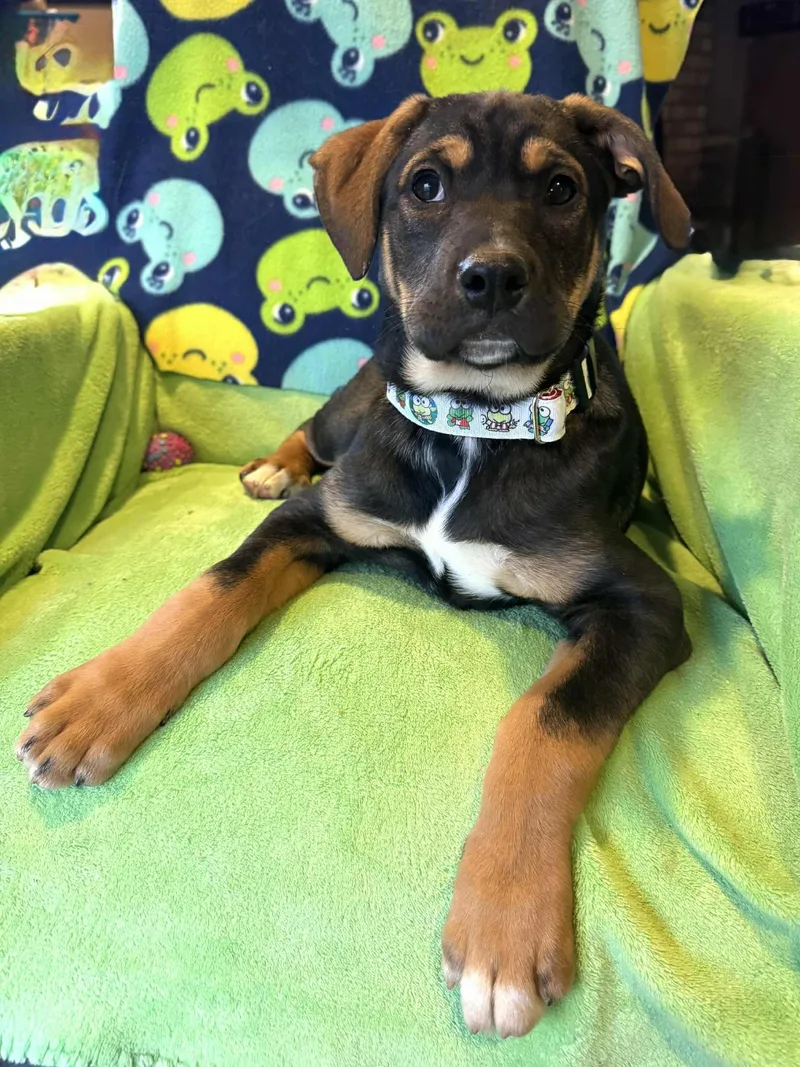 Bullfrog thumbnail 2