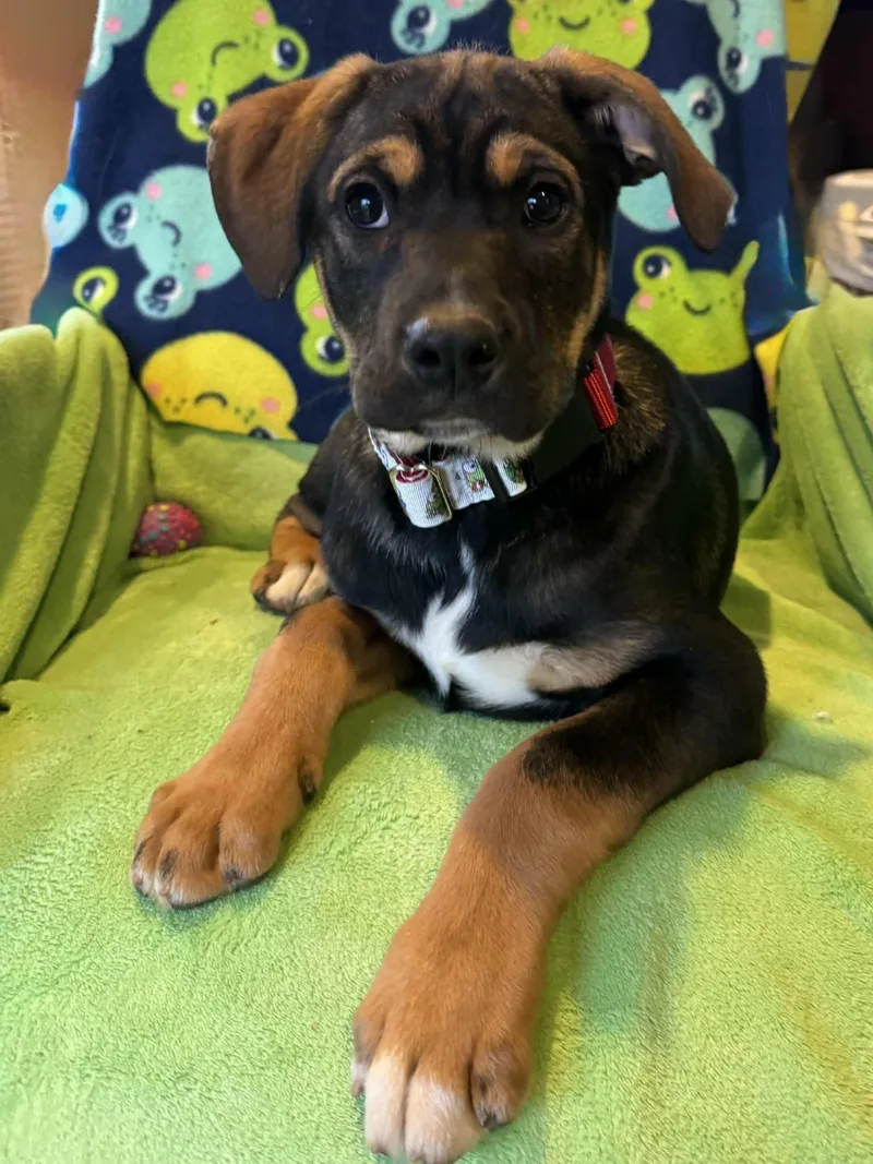 Bullfrog thumbnail 3