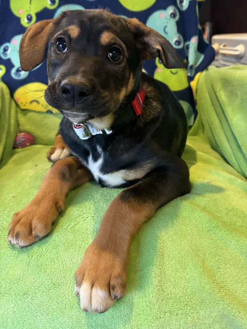 Bullfrog thumbnail 4