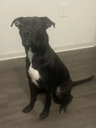 Midnight thumbnail 3