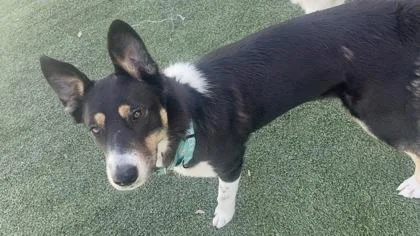 Pancakes thumbnail 2