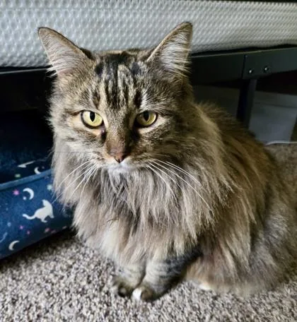 Harietta thumbnail 3