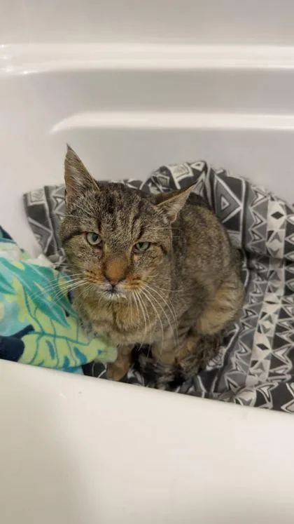 Scar Fiv+ thumbnail 2
