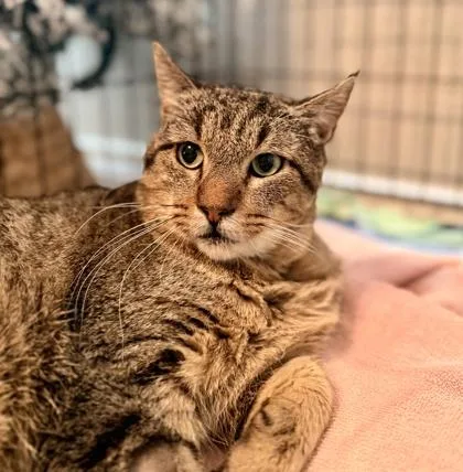 Scar Fiv+ thumbnail 3
