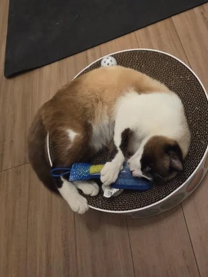 Simon Beans thumbnail 2