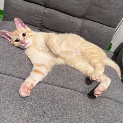 Twizzler thumbnail 2