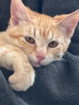 Twizzler thumbnail 3