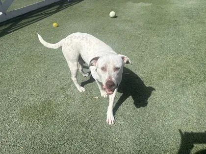 Sprinkles thumbnail 2