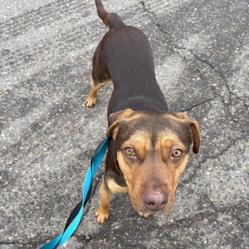 Callahan D thumbnail 2