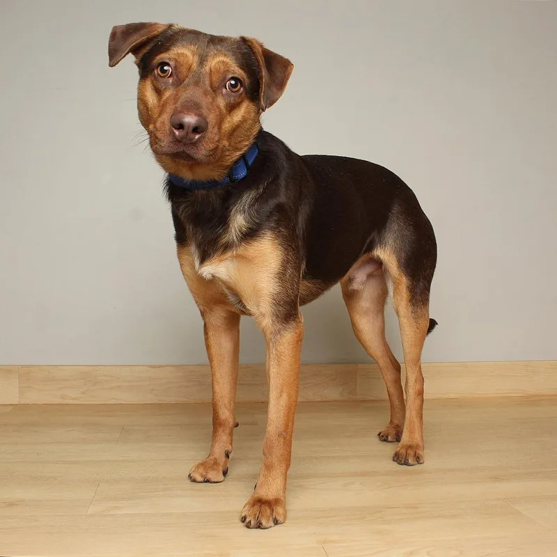 Callahan D thumbnail 3