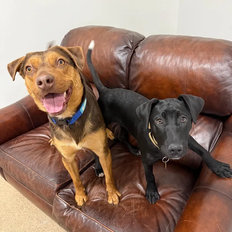 Callahan D thumbnail 4