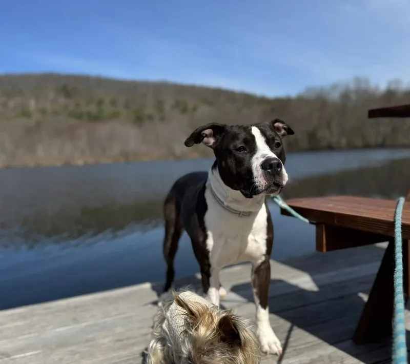 Rocky Stallone thumbnail 2