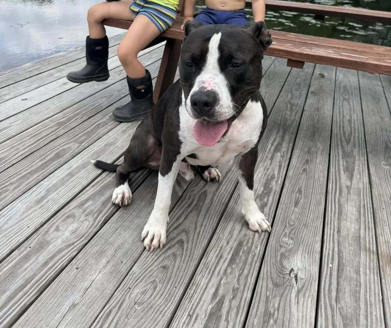 Rocky Stallone thumbnail 4