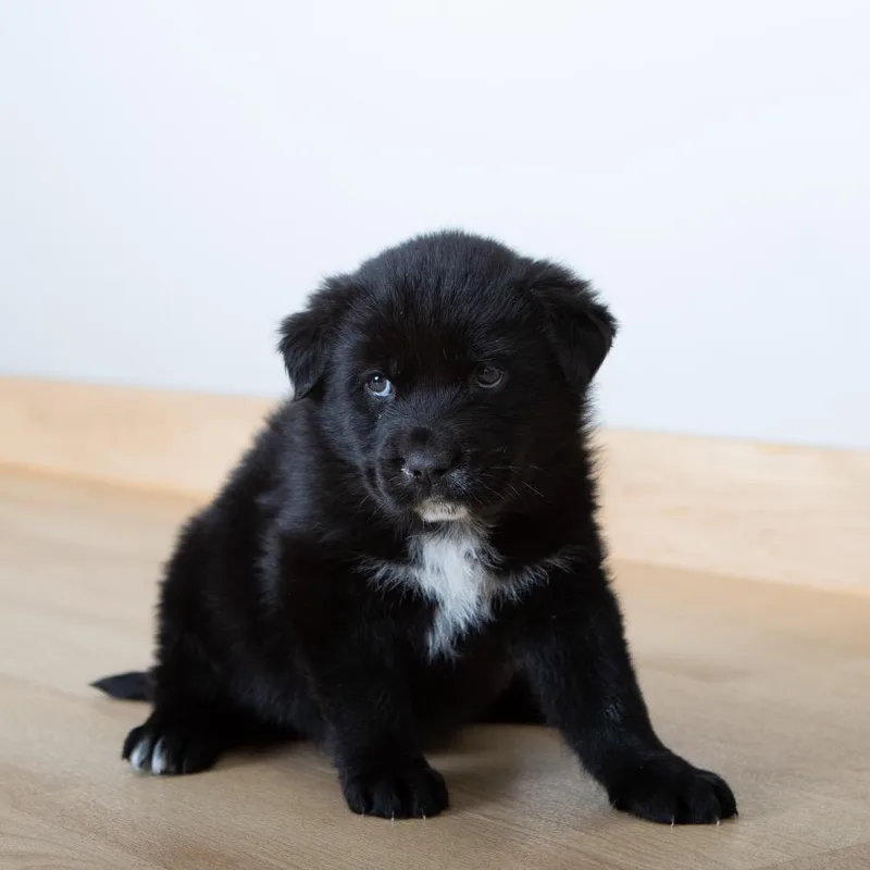 Solace D thumbnail 2