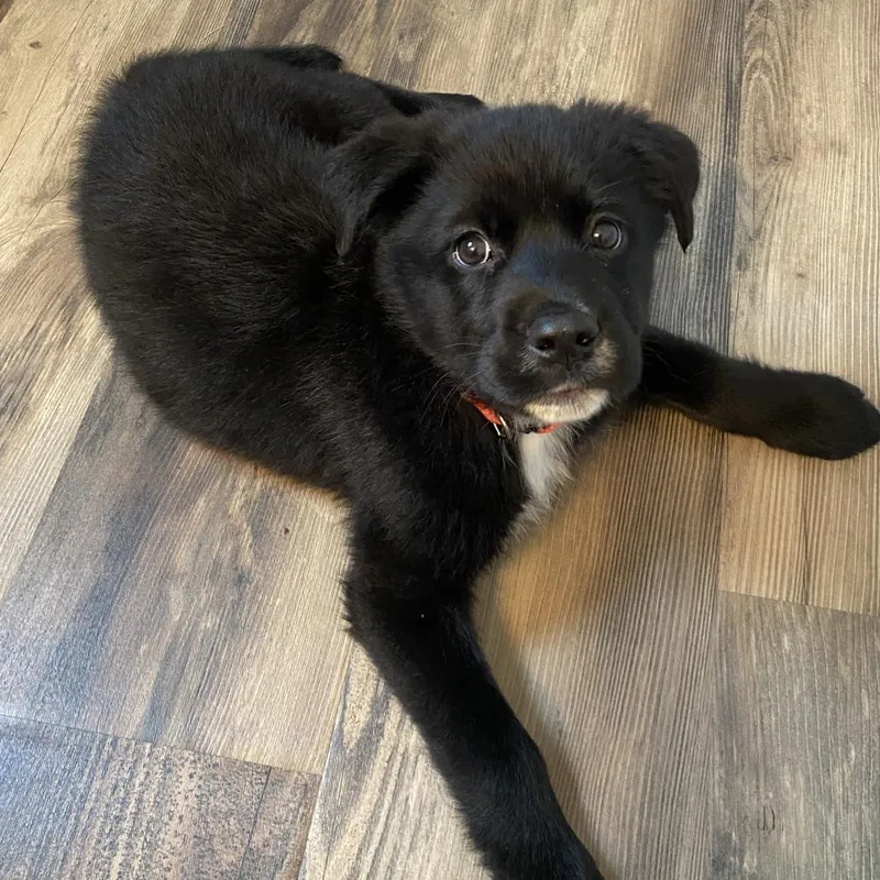 Solace D thumbnail 3