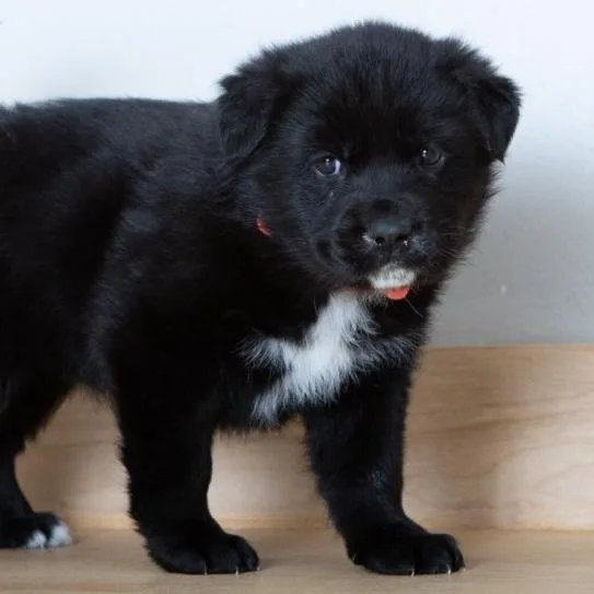 Solace D thumbnail 4