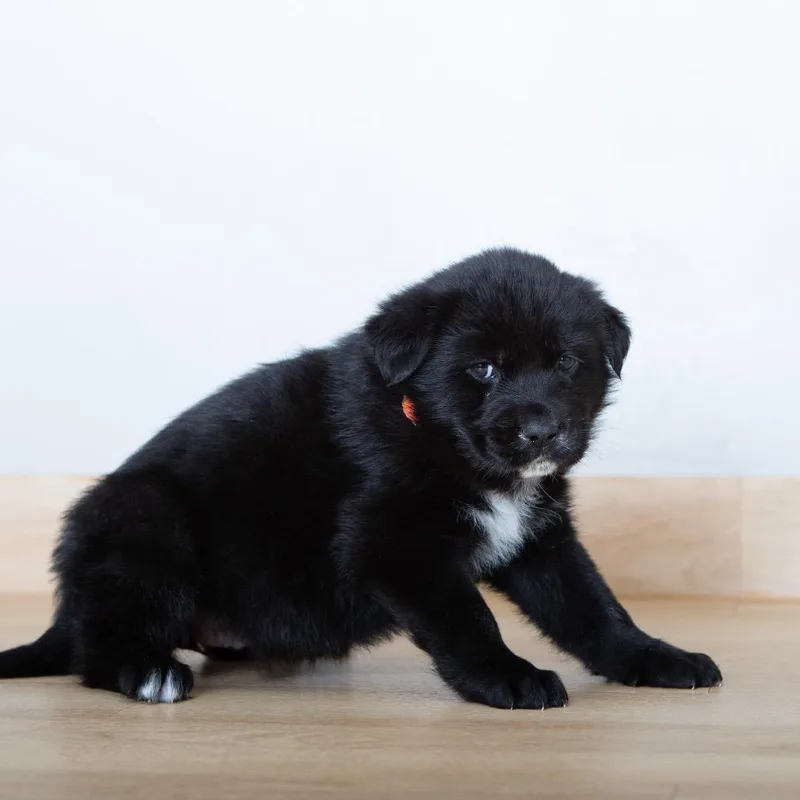 Solace D thumbnail 6