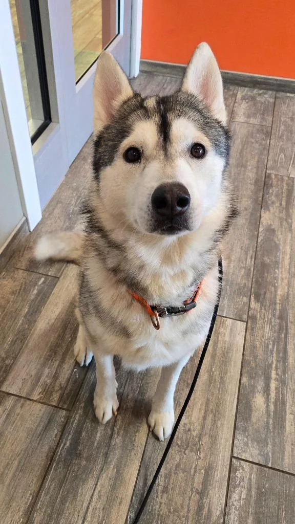 Dash Yrly thumbnail 2