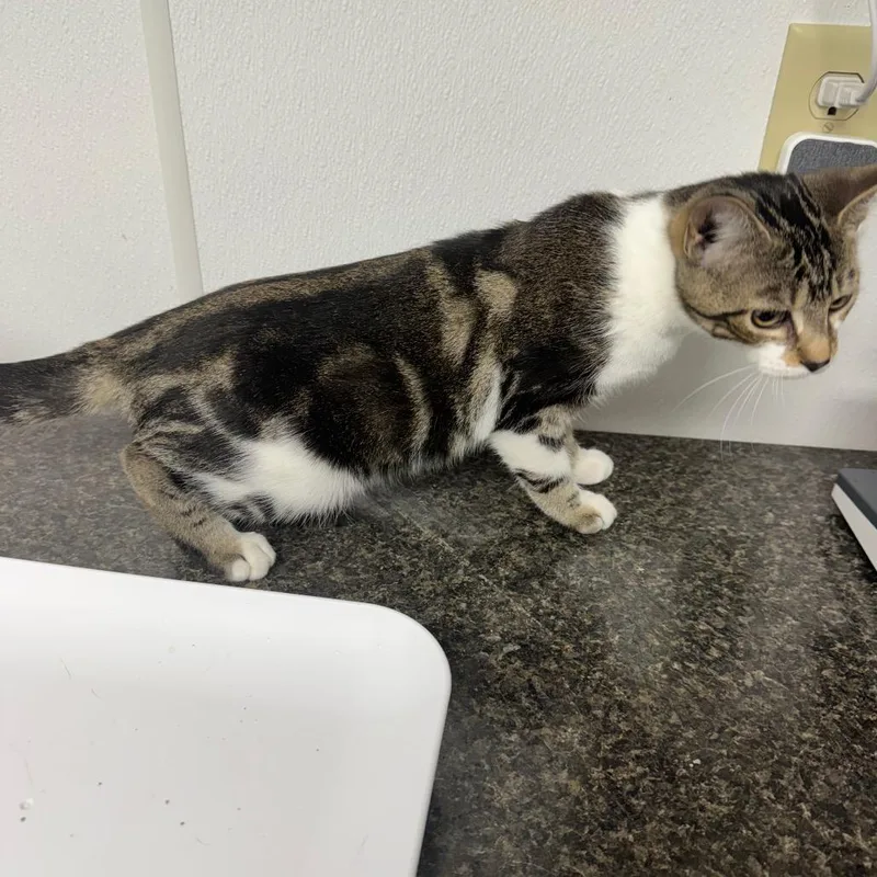 String Cheese thumbnail 3