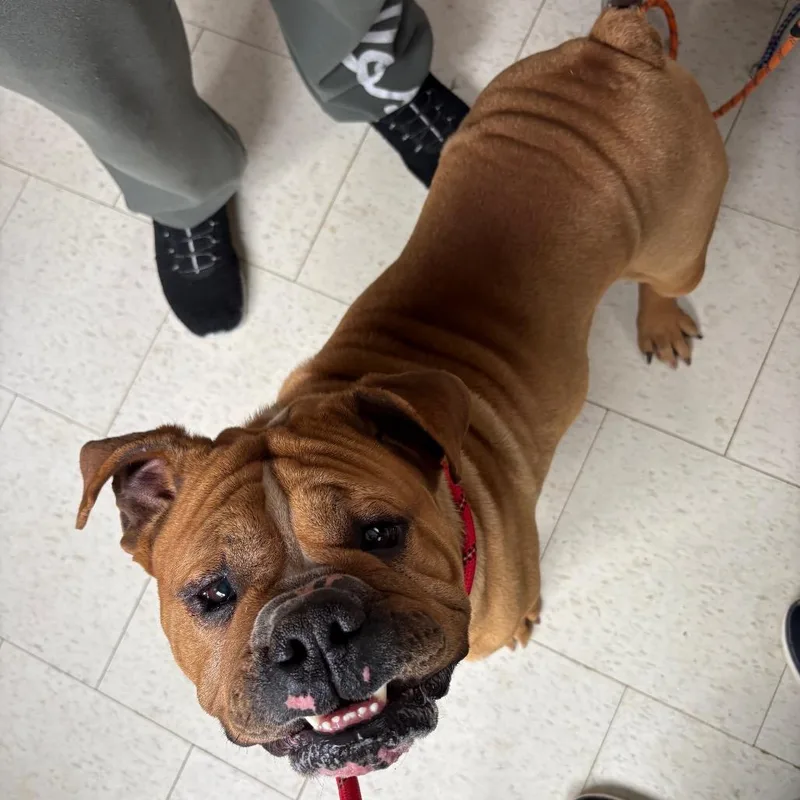 Lazy Boy thumbnail 2