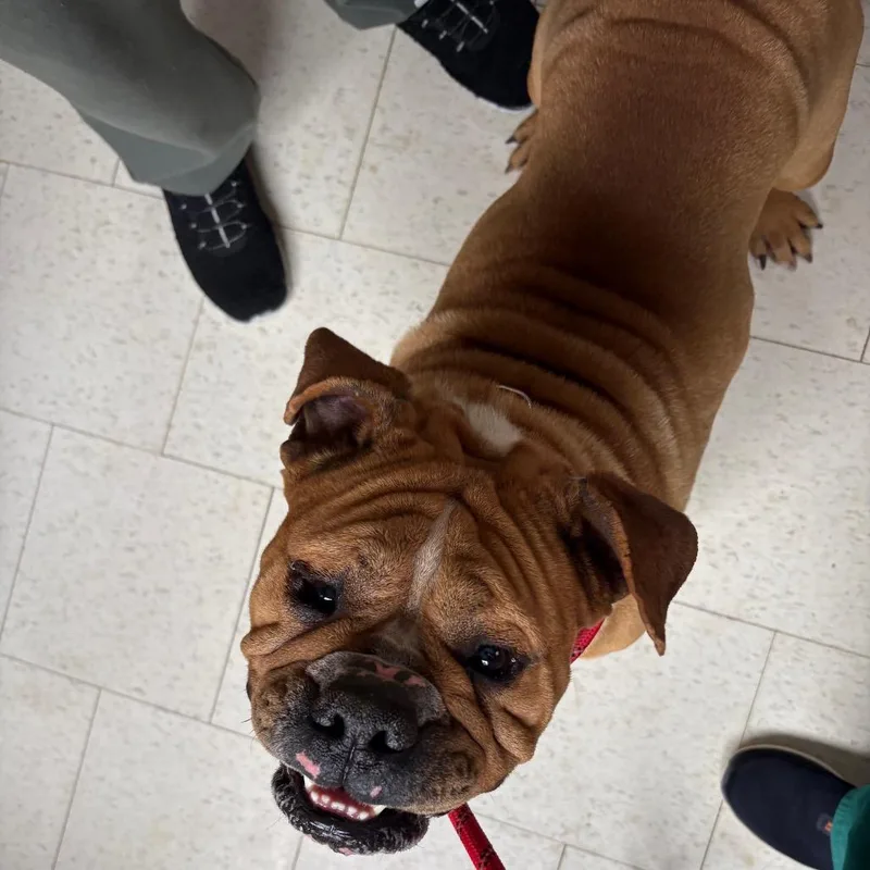 Lazy Boy thumbnail 3