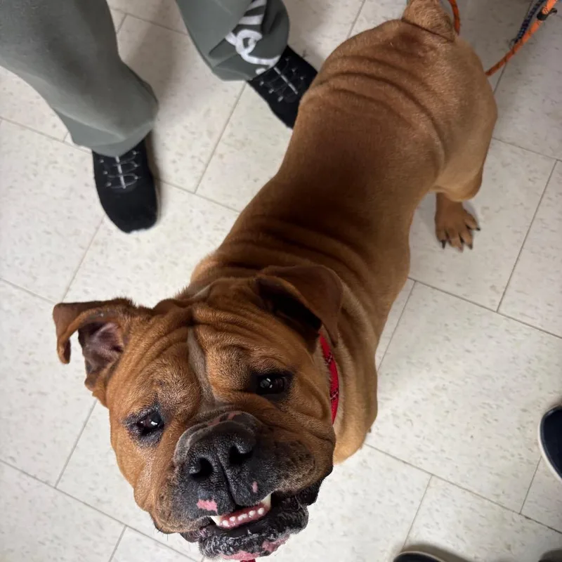 Lazy Boy thumbnail 4