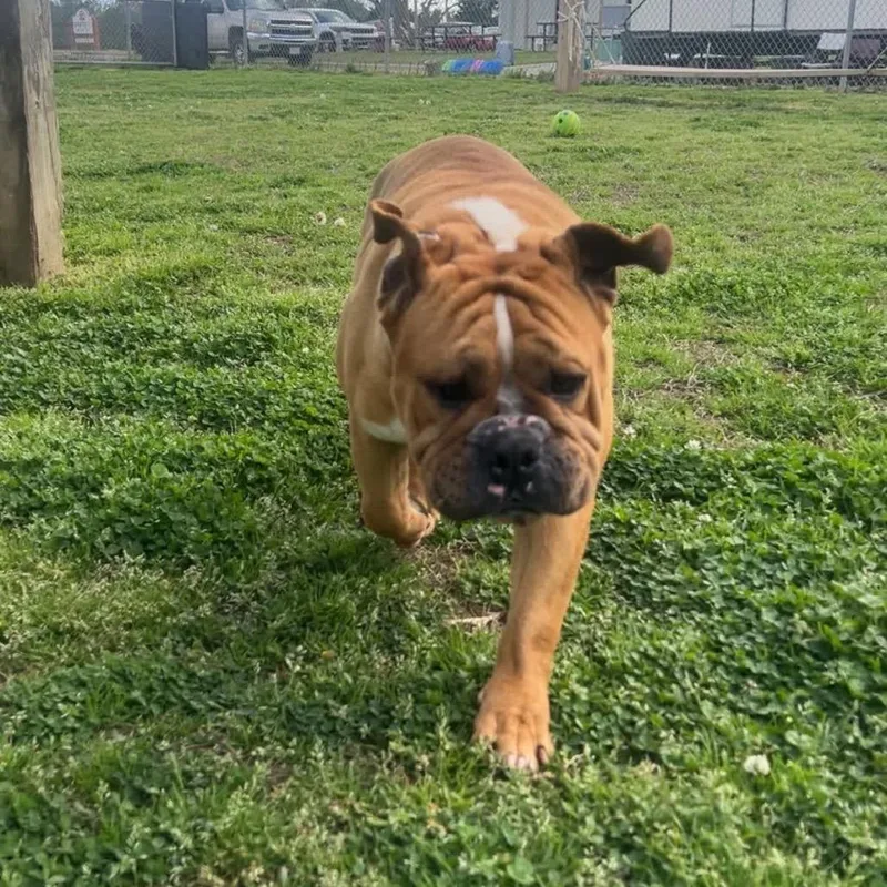 Lazy Boy thumbnail 5