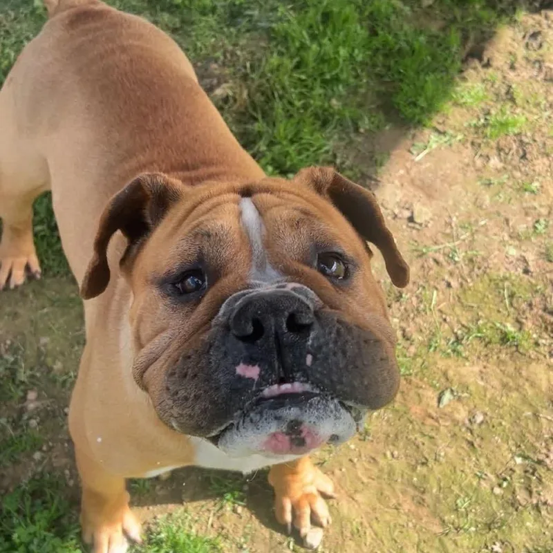 Lazy Boy thumbnail 6