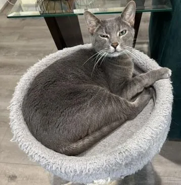 Valiportofino Petsmart