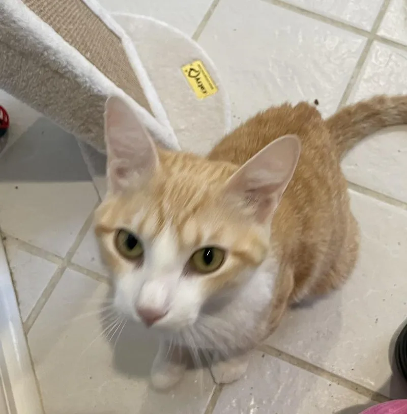 Yuriportofino Petsmart