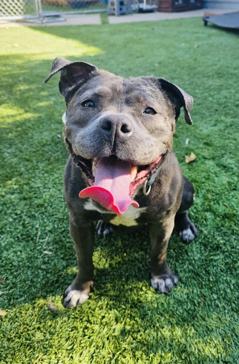 An adult medium-sized female Black Staffordshire Bull Terrier dog named Boujee for adoption in Cool, CA