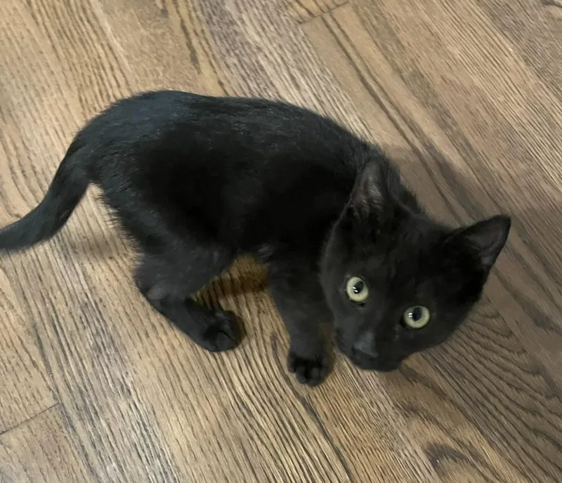 Odysseyportofino Petsmart