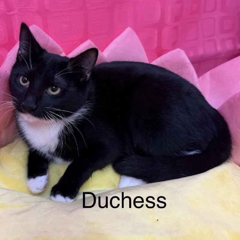 Duchess