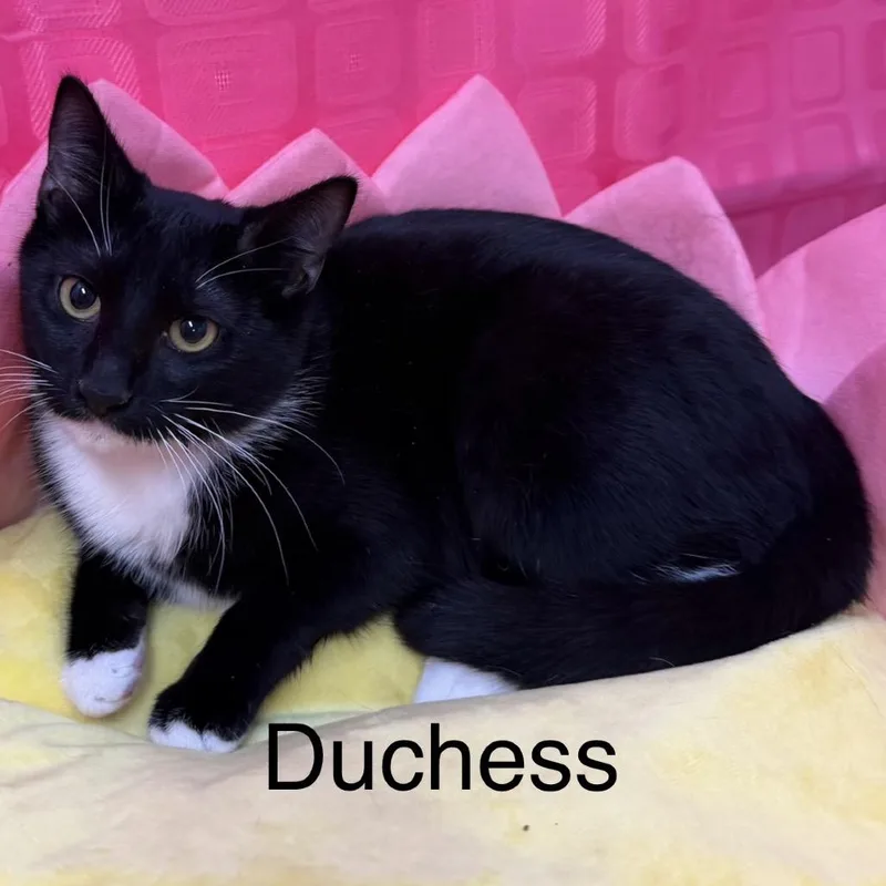 Duchess thumbnail 2