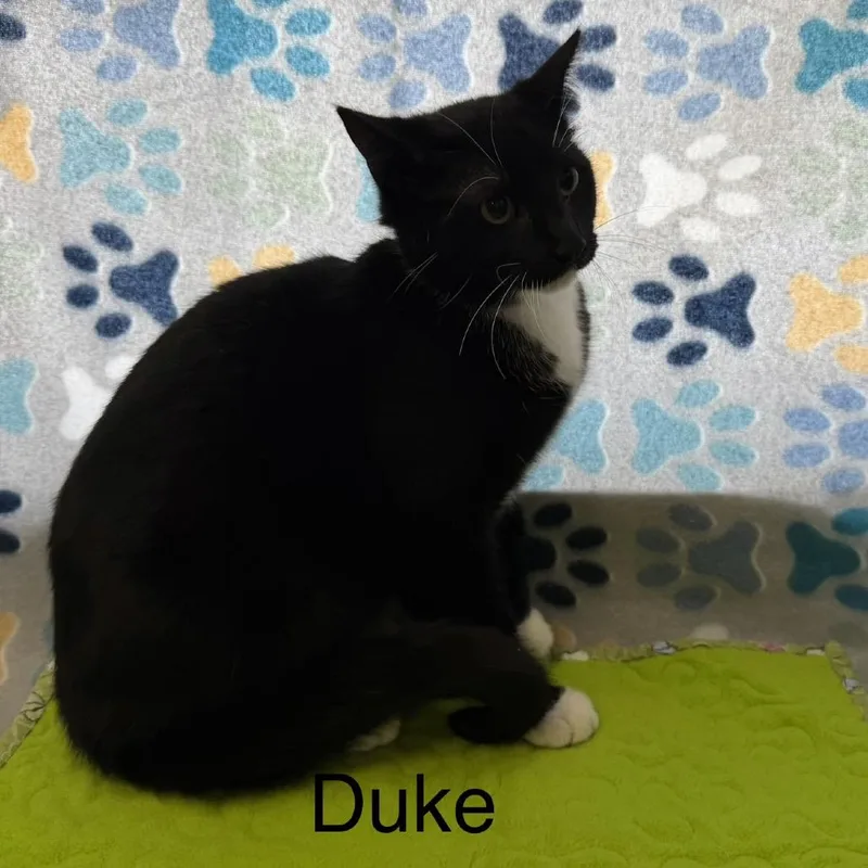 Duke