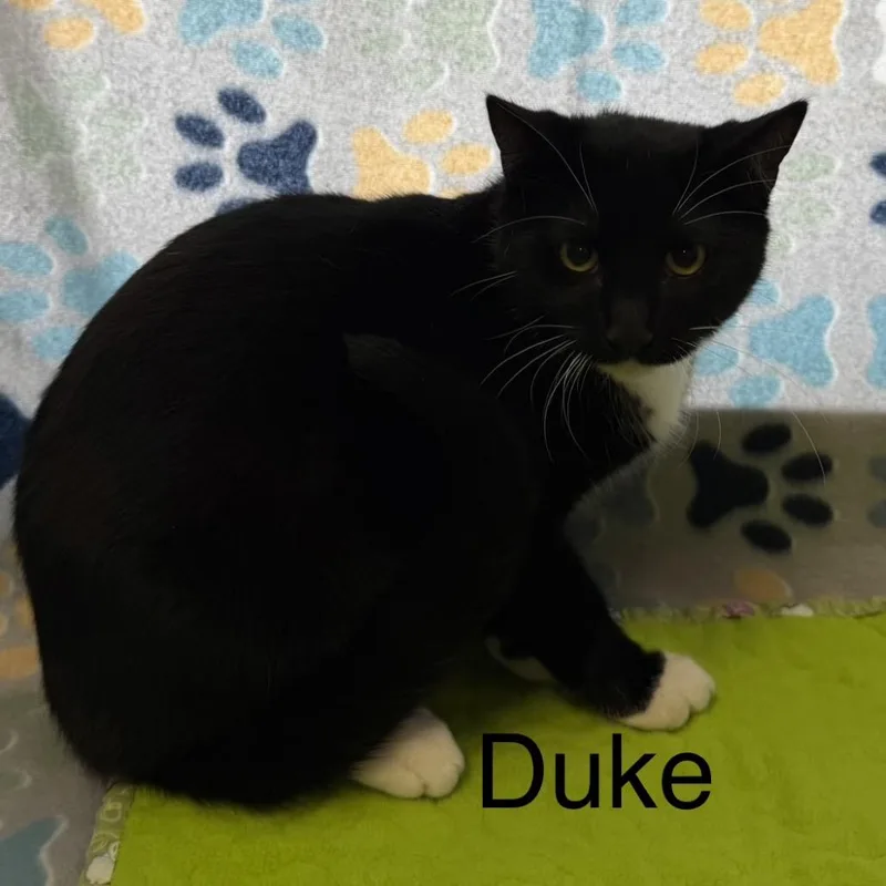 Duke thumbnail 2