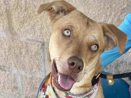 An adult medium-sized female Yellow / Tan / Blond / Fawn Mixed Breed dog named Gertie for adoption in Georgetown, TX