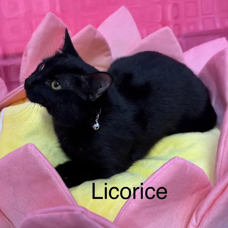 Licorice