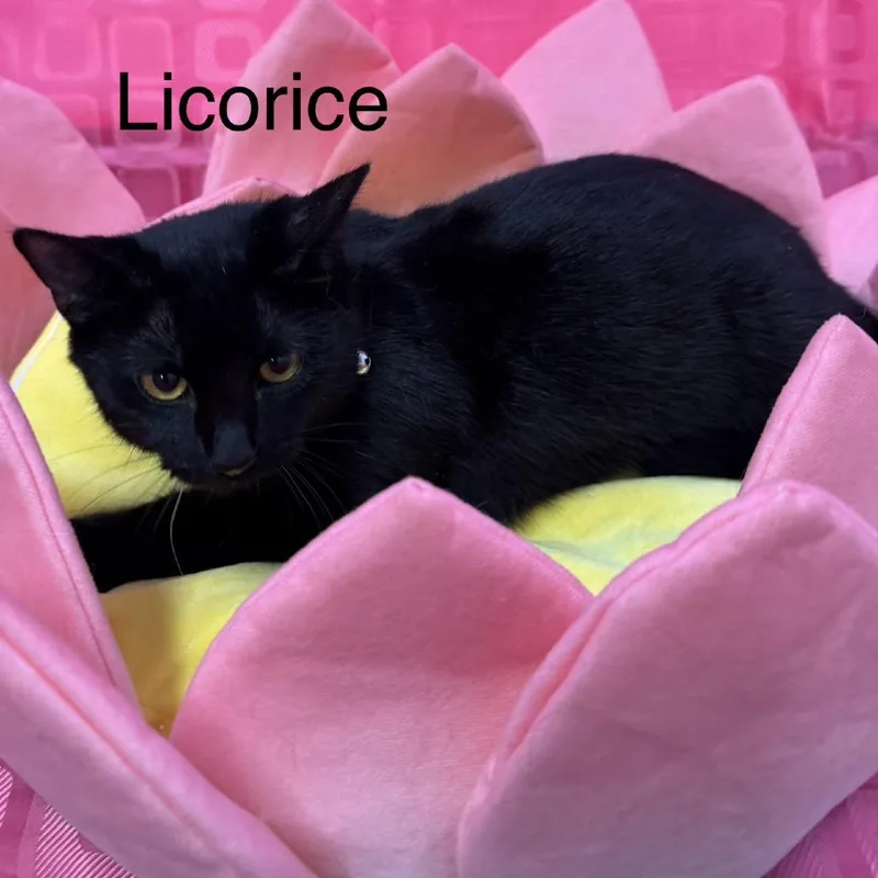 Licorice thumbnail 2