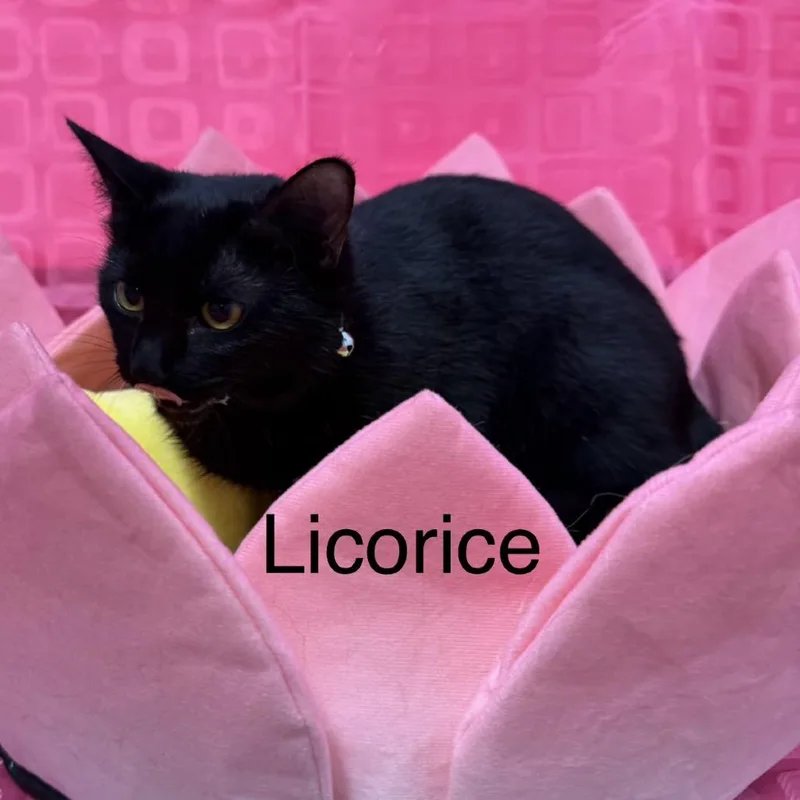 Licorice thumbnail 3