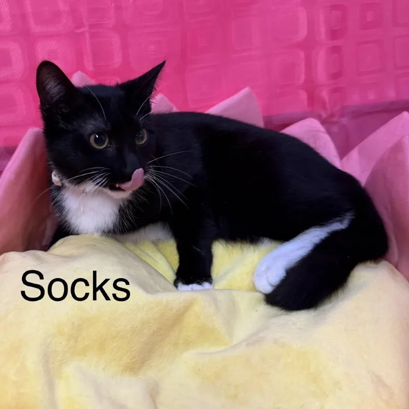 Socks