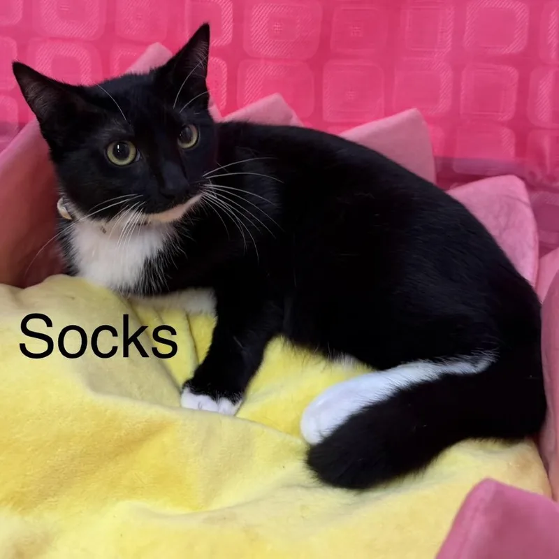 Socks thumbnail 2