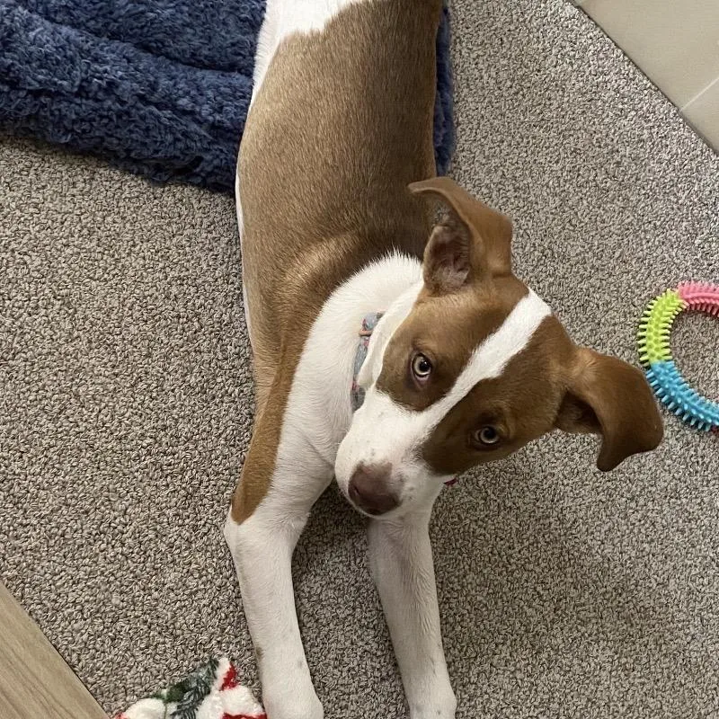 Sadie Fka Sibby thumbnail 5