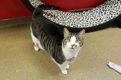 Merriweather thumbnail 3