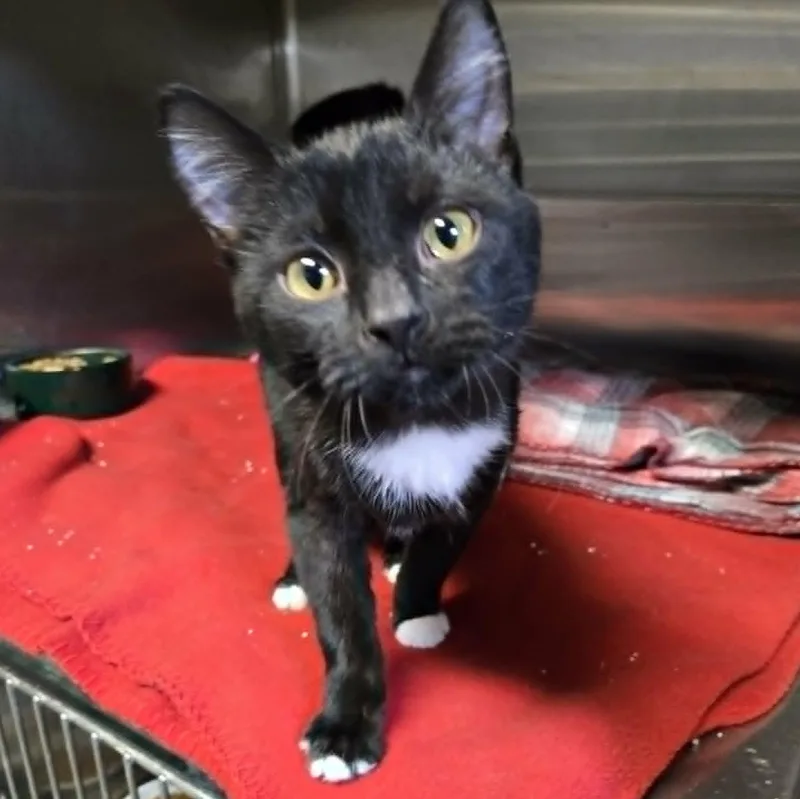 Sybil And Zephyr Bonded thumbnail 2