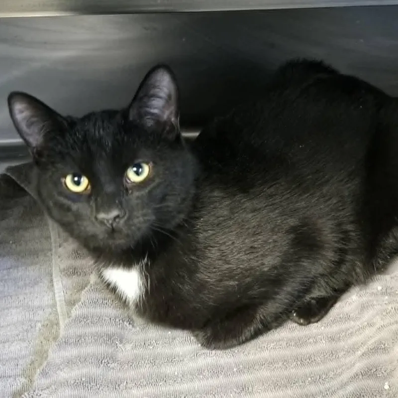 Sybil And Zephyr Bonded thumbnail 3