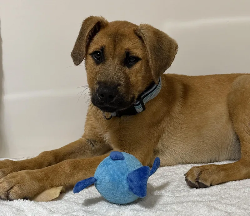 Scooby Doo thumbnail 2